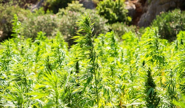 Growing hemp offers plenty of benefits.