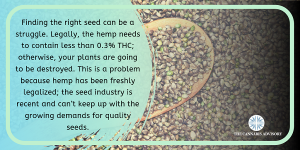 Since hemp has been freshly legalized; the seed industry is recent and can’t keep up with the growing demands for quality seeds.